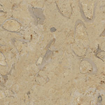 Shell Desert, polished, sample 01